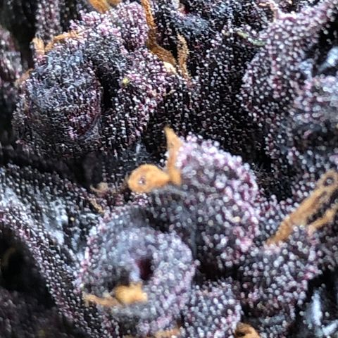 Pink kush CBD auto 🌸💞🌷🐷👙🦩 growlog timeline photo