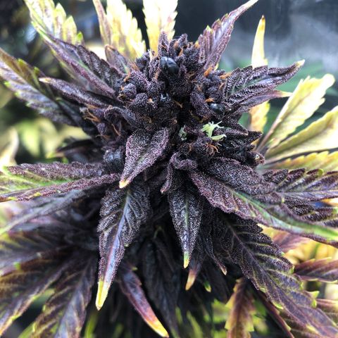 Pink kush CBD auto 🌸💞🌷🐷👙🦩 growlog timeline photo