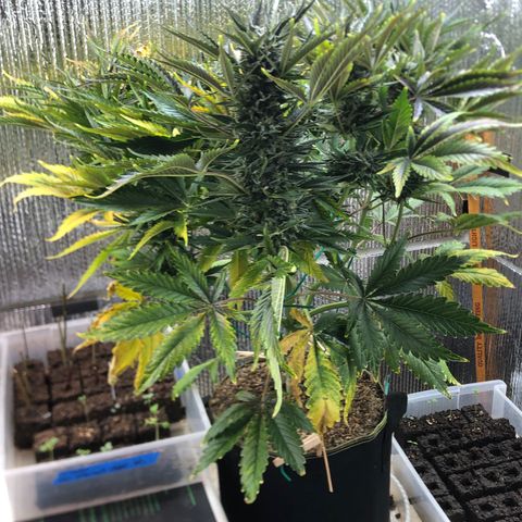 Bruce Banner auto 💪💚🌳👒🦚 growlog timeline photo