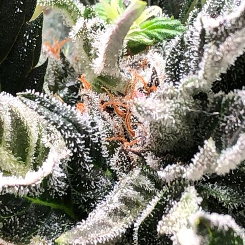 Bruce Banner auto 💪💚🌳👒🦚 growlog timeline photo