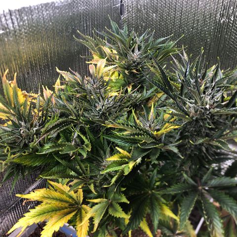 Bruce Banner auto 💪💚🌳👒🦚 growlog timeline photo