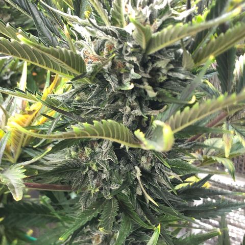 Bruce Banner auto 💪💚🌳👒🦚 growlog timeline photo