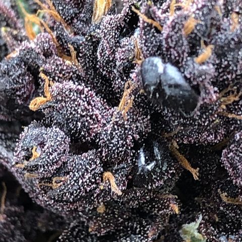 Pink kush CBD auto 🌸💞🌷🐷👙🦩 growlog timeline photo