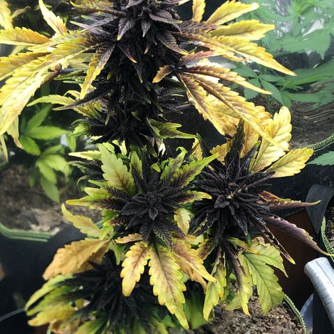 Pink kush CBD auto 🌸💞🌷🐷👙🦩 growlog timeline photo