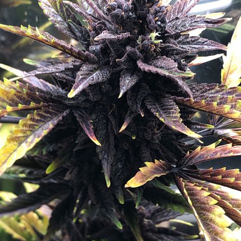 Pink kush CBD auto 🌸💞🌷🐷👙🦩 growlog timeline photo