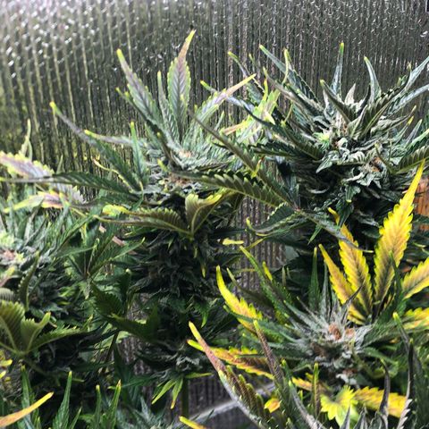Bruce Banner auto 💪💚🌳👒🦚 growlog timeline photo