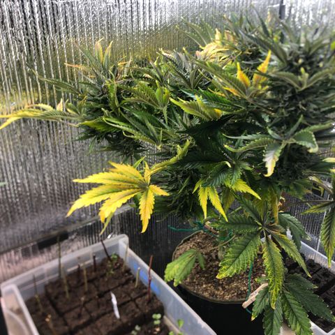 Bruce Banner auto 💪💚🌳👒🦚 growlog timeline photo