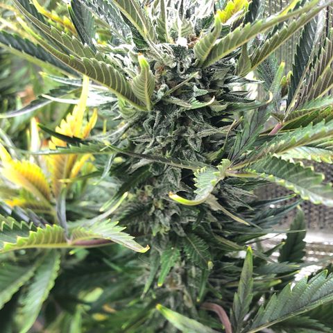 Bruce Banner auto 💪💚🌳👒🦚 growlog timeline photo