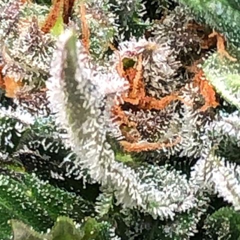 Bruce Banner auto 💪💚🌳👒🦚 growlog timeline photo