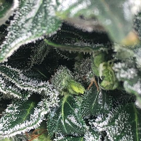 Bruce Banner auto 💪💚🌳👒🦚 growlog photo: Nanners 😞