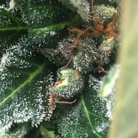 Bruce Banner auto 💪💚🌳👒🦚 growlog photo: Nanners 😞