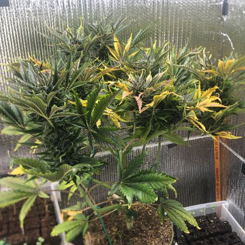 Bruce Banner auto 💪💚🌳👒🦚 growlog photo: Nanners 😞