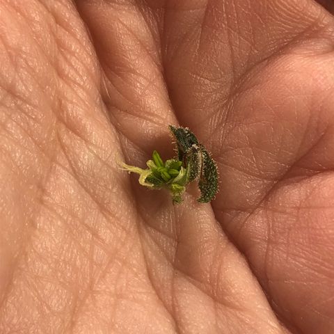 Bruce Banner auto 💪💚🌳👒🦚 growlog photo: Nanners 😞
