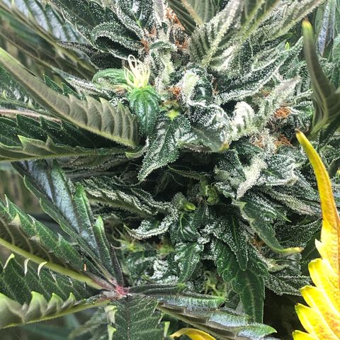 Bruce Banner auto 💪💚🌳👒🦚 growlog photo: Nanners 😞