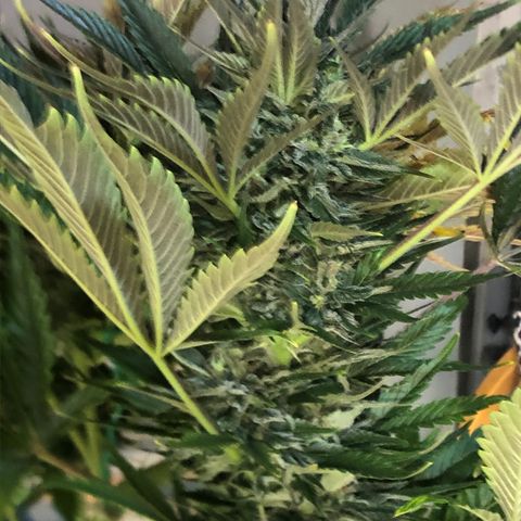 Bruce Banner auto 💪💚🌳👒🦚 growlog timeline photo