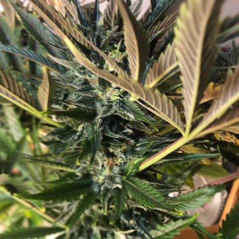 Bruce Banner auto 💪💚🌳👒🦚 growlog timeline photo