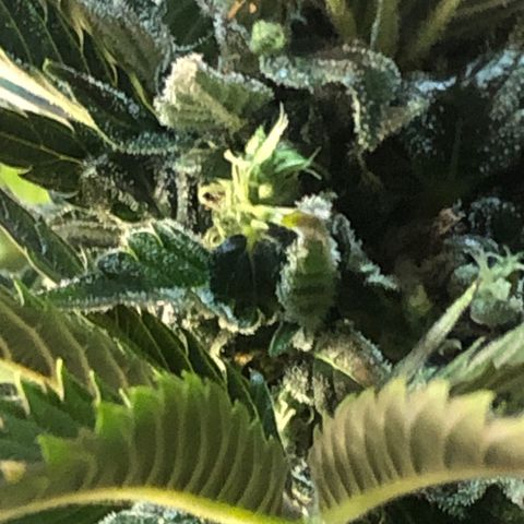 Bruce Banner auto 💪💚🌳👒🦚 growlog timeline photo