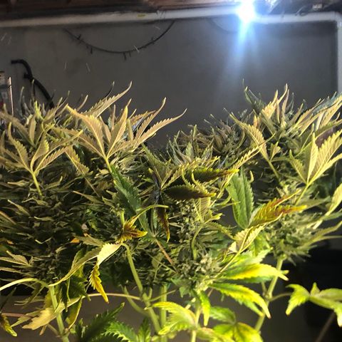 Bruce Banner auto 💪💚🌳👒🦚 growlog timeline photo