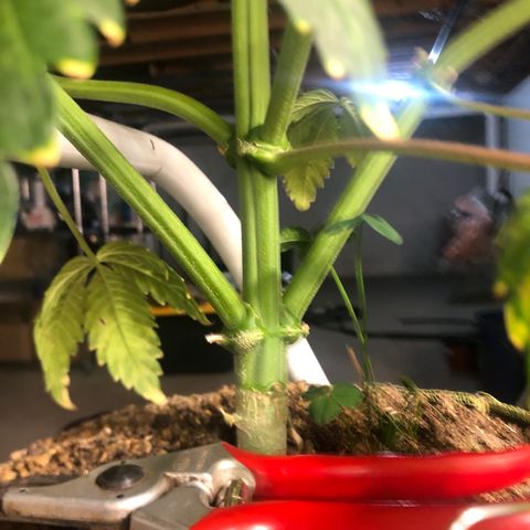 Bruce Banner auto 💪💚🌳👒🦚 growlog timeline photo