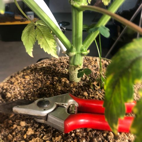 Bruce Banner auto 💪💚🌳👒🦚 growlog timeline photo