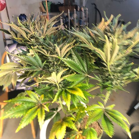 Bruce Banner auto 💪💚🌳👒🦚 growlog timeline photo