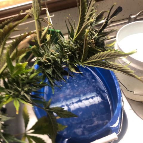 Bruce Banner auto 💪💚🌳👒🦚 growlog timeline photo