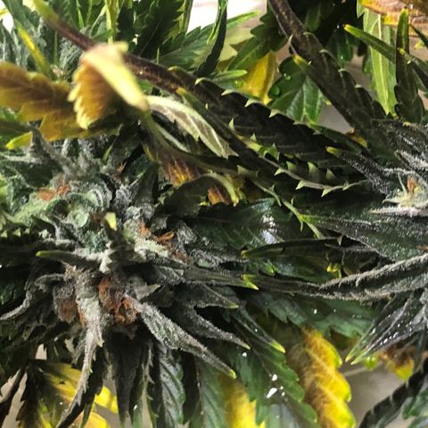 Bruce Banner auto 💪💚🌳👒🦚 growlog timeline photo