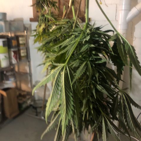 Bruce Banner auto 💪💚🌳👒🦚 growlog timeline photo