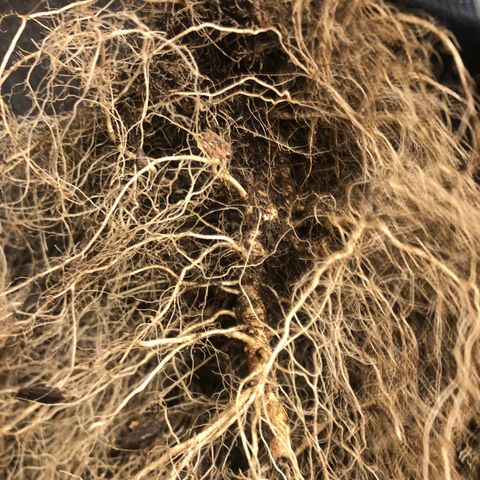 Bruce Banner auto 💪💚🌳👒🦚 growlog timeline photo