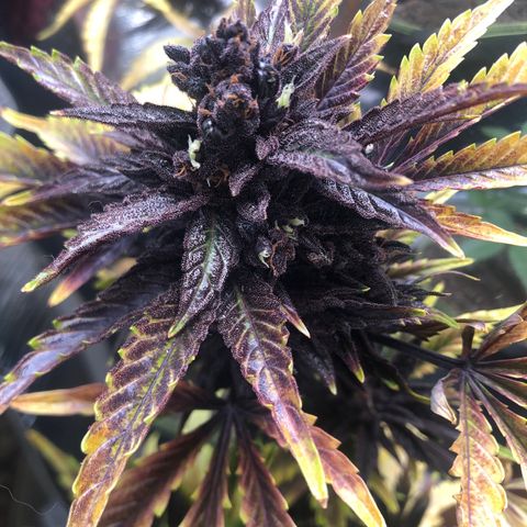 Pink kush CBD auto 🌸💞🌷🐷👙🦩 growlog timeline photo