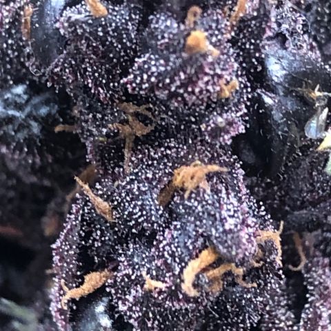 Pink kush CBD auto 🌸💞🌷🐷👙🦩 growlog timeline photo