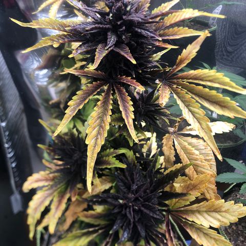 Pink kush CBD auto 🌸💞🌷🐷👙🦩 growlog timeline photo