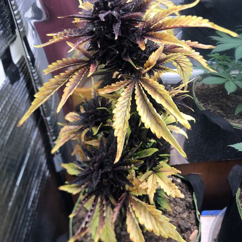 Pink kush CBD auto 🌸💞🌷🐷👙🦩 growlog timeline photo