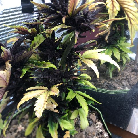 Pink kush CBD auto 🌸💞🌷🐷👙🦩 growlog timeline photo