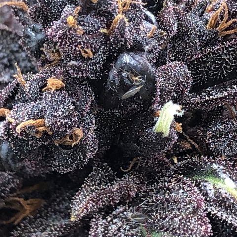 Pink kush CBD auto 🌸💞🌷🐷👙🦩 growlog timeline photo