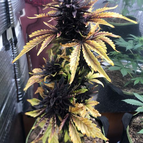 Pink kush CBD auto 🌸💞🌷🐷👙🦩 growlog timeline photo