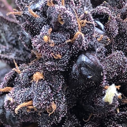 Pink kush CBD auto 🌸💞🌷🐷👙🦩 growlog timeline photo