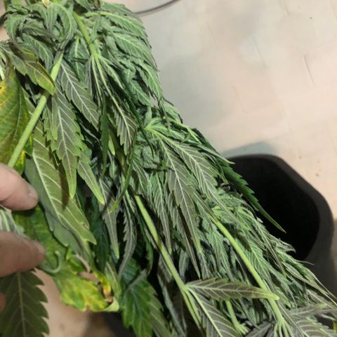 Bruce Banner auto 💪💚🌳👒🦚 growlog timeline photo