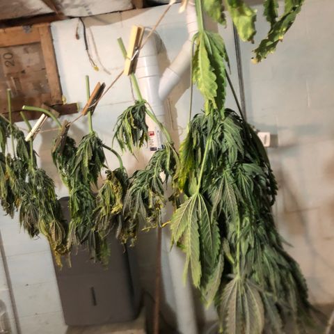 Bruce Banner auto 💪💚🌳👒🦚 growlog timeline photo