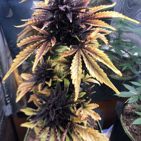 Pink kush CBD auto 🌸💞🌷🐷👙🦩 growlog timeline photo