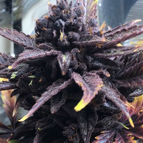 Pink kush CBD auto 🌸💞🌷🐷👙🦩 growlog timeline photo