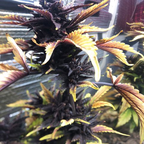 Pink kush CBD auto 🌸💞🌷🐷👙🦩 growlog timeline photo