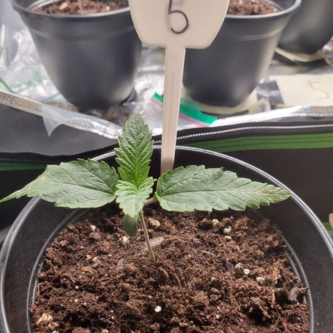 Becky growlog timeline photo