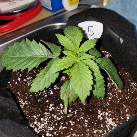 Becky growlog timeline photo