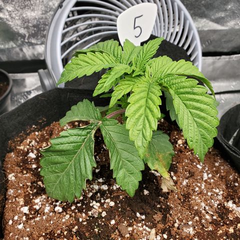 Becky growlog timeline photo
