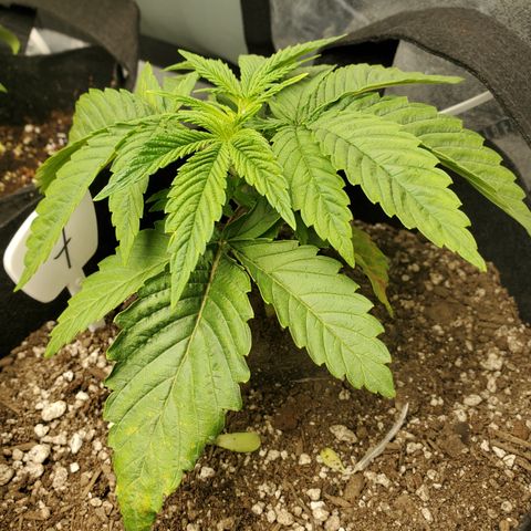 Susan growlog timeline photo
