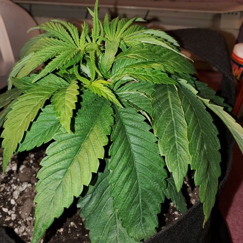 Susan growlog timeline photo