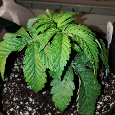 Becky growlog timeline photo