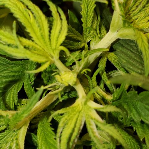 Susan growlog timeline photo