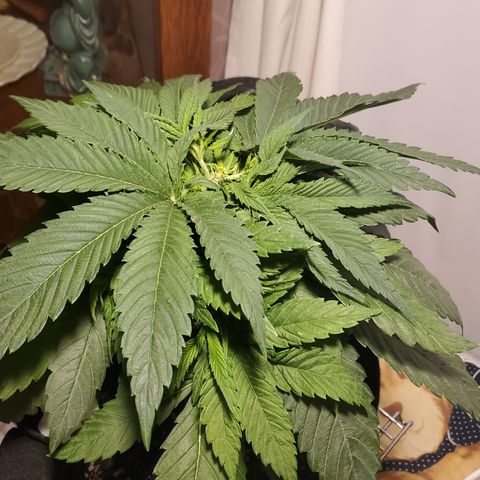Susan growlog timeline photo